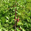 Fuchsia magellanica 'port lamine'